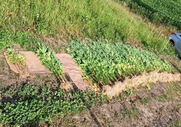 FOTO Privedene tri osobe jer su marihuanu posadili pored kukuruza