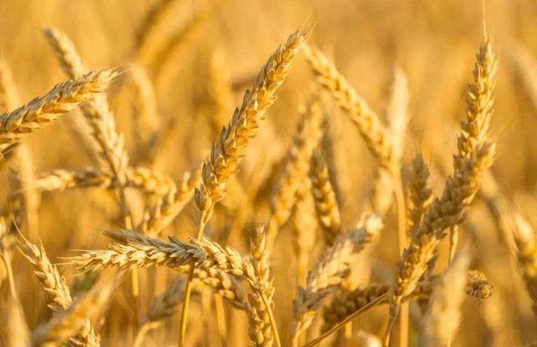 Ukrajina optužuje Rusiju za krađu žitarica