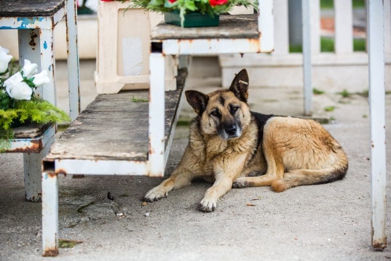 U ovoj evropskoj zemlji nema pasa lutalica, evo kako su u tome uspjeli