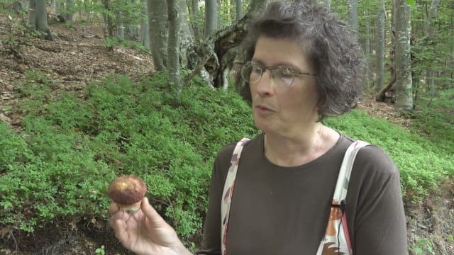 Milka je napustila novinarstvo kako bi izučavala gljive – otkrila zašto su presudne za čovječanstvo