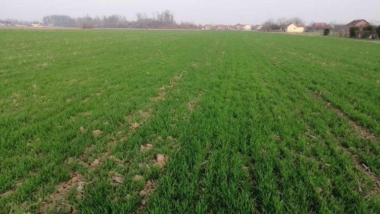 “Došli smo u situaciju da je jedna pekarska kifla jednaka cijeni kilograma pšenice”