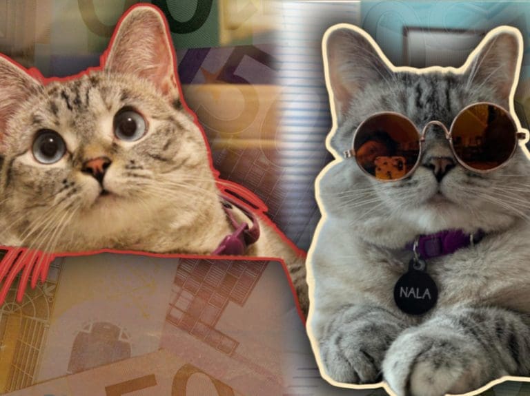 Ovo je Nala, najbogatija mačka na svijetu: “Teška” skoro 100 miliona evra