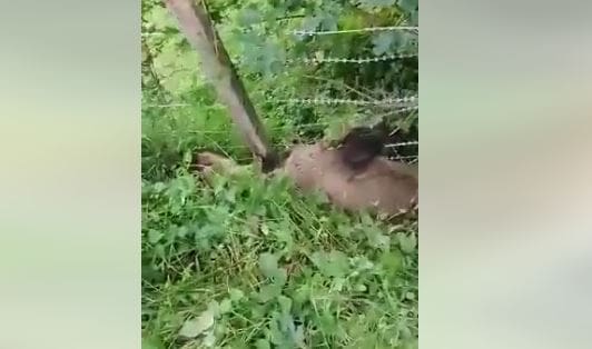 Hrabri mještani Jajca spasili medvjedicu (VIDEO)