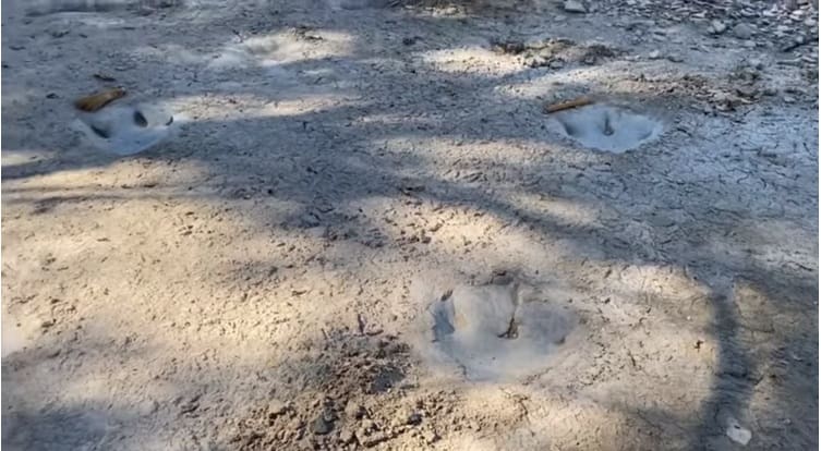 U presušenom koritu rijeke u SAD-u otkriveni tragovi dinosaura stari 113 miliona godina