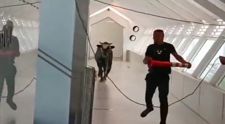 Bik ušetao u banku, istjeran uz pomoć veterinara