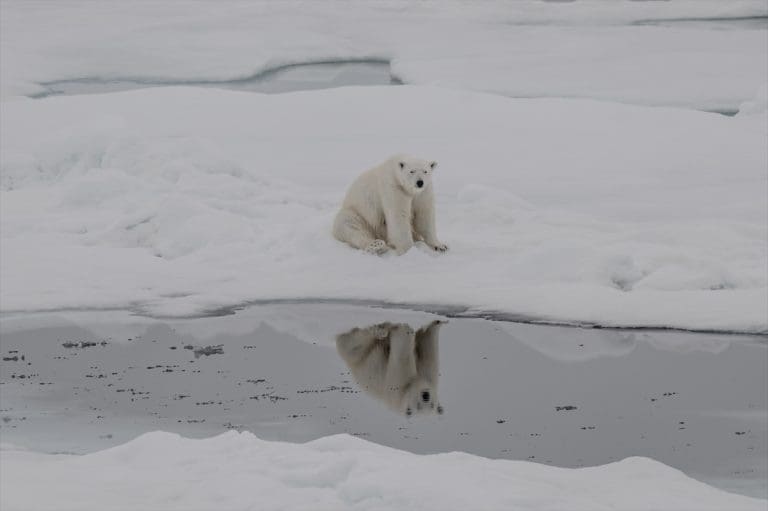 Dom polarnih medvjeda nestaje otapanjem