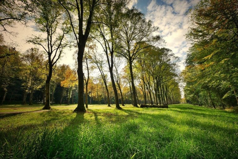 Studija: Život u blizini parkova i zelenih površina usporava starenje