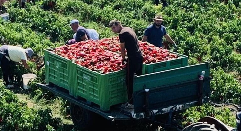 Rekordna proizvodnja – 1000 tona paprike iz Hercegovine ide širom Evrope i svijeta