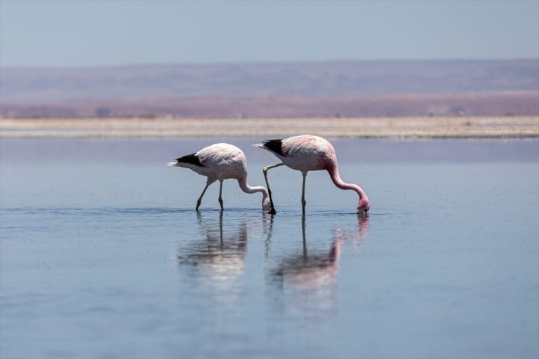 Broj flamingosa smanjen za 20 posto (FOTO)