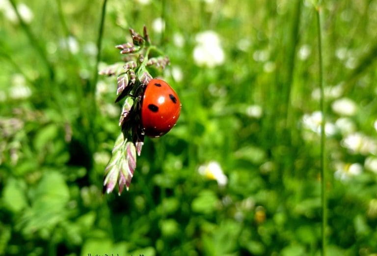 Bubamare nisu samo malene i slatke, one su i jako korisne