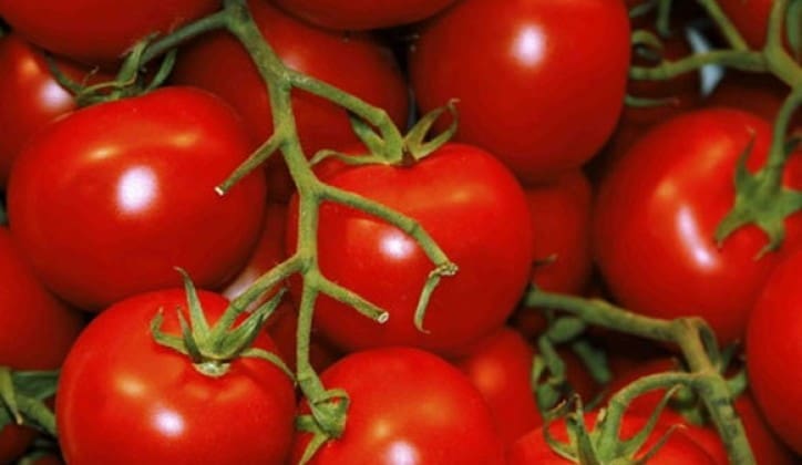 Zašto paradajz nema ukus? Naučnici napokon otkrili razlog