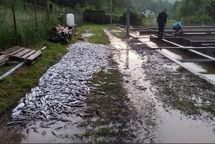Šipovo: Zbog nevremena uginulo pet tona ribe