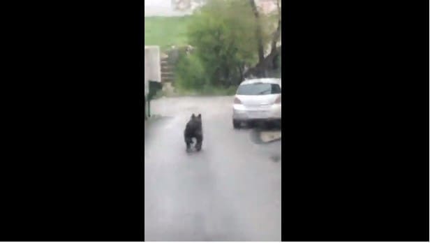 Medvjed luta ulicama sarajevskog naselja Vratnik
