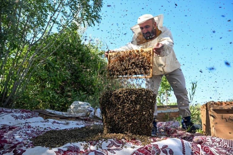 Na putu ka Guinnessu: Turski pčelar se želi prekriti sa 65 kilograma pčela