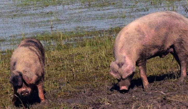 Eutanazirano više od 400 životinja zbog afričke kuge