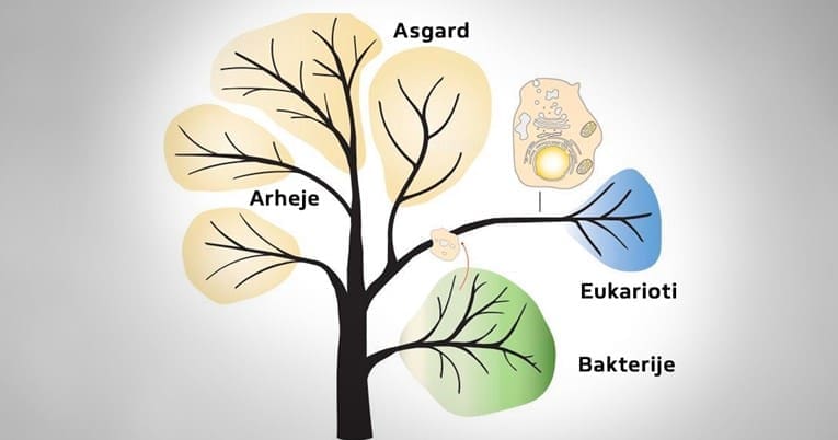 Pronađen drevni organizam iz kojeg su potekli svi složeni organizmi. Zove se Asgard