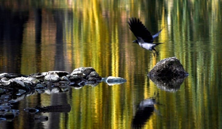 Neočekivano prijateljstvo: Vrana nikom drugom ne prilazi osim malom Otu (VIDEO)