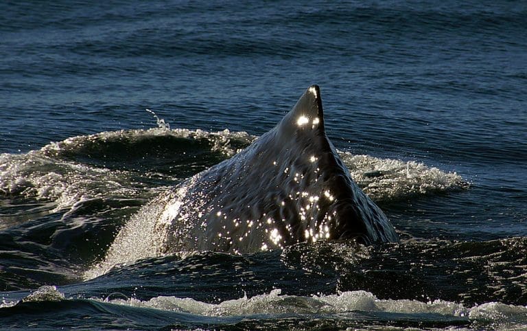Kitovi svakodnevno pojedu 44 kilograma mikroplastike