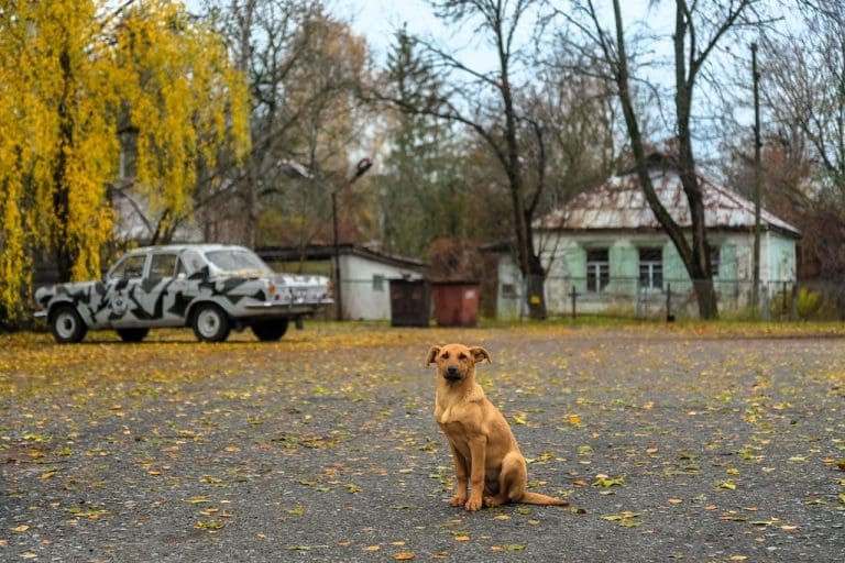 Naučnici objavili rezultate istraživanja na psima koji žive i uspješno se razmnožavaju u Černobilu