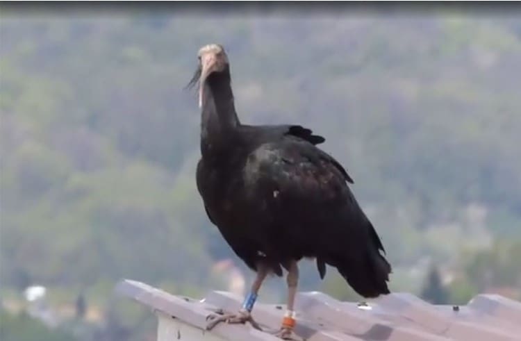 Najrjeđa ptica na svijetu odletjela iz BiH i uginula