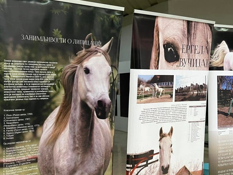Lipicaneri iz Prnjavora: Od ivice propasti do UNESCO-ve liste kulturnog naslijeđa