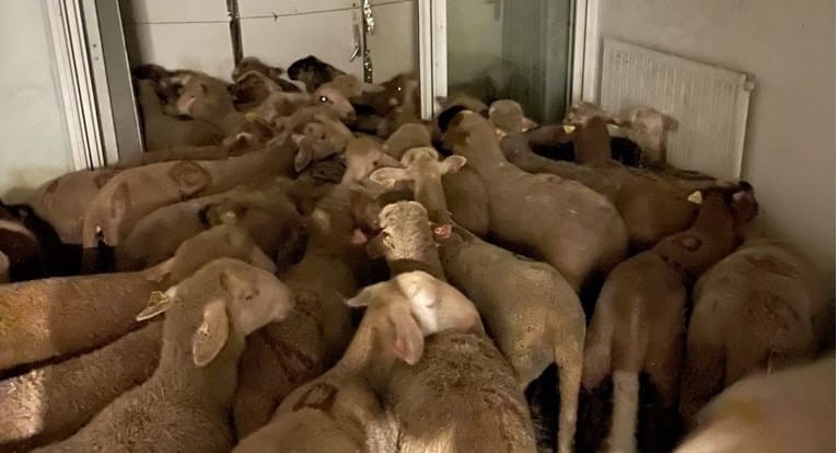 Policija pronašla 40 ovaca u stanu u Nici