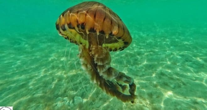 Opasna meduza u Jadranu: Izdano upozorenje kupačima šta da učine ako ih opeče