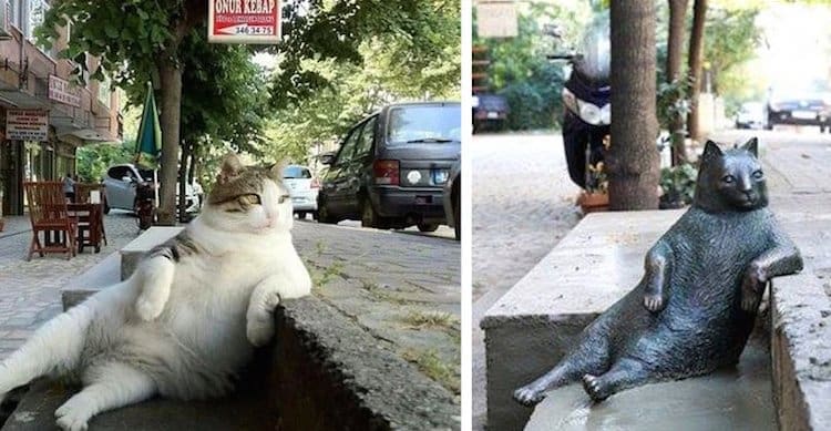 Zašto su jednom istanbulskom mačku podigli spomenik