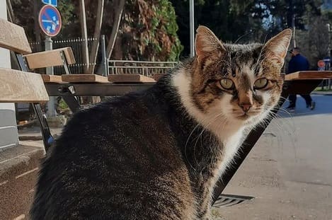 DRAŠKO POMAŽE DRAŠKU Gradonačelnik će pomoći liječenje najpoznatijeg banjalučkog mačka