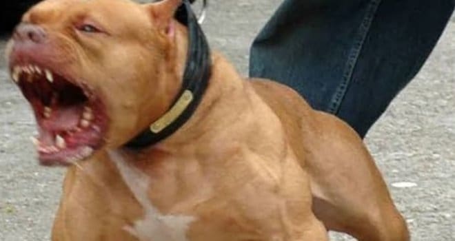 Nenad Aleksić, koji je objesio psa, ispričao detalje: ‘Pit bull mi je napao 9-godišnjeg sina