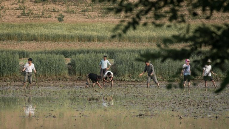 Sjeverna Koreja poslala na njive i zvaničnike zbog borbe sa sušom