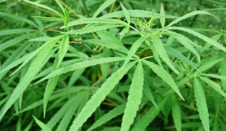 Njemačka planira legalizovati kanabis u rekreativne svrhe