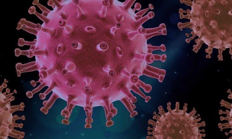 Novi koronavirus otkriven među glodavcima u Švedskoj