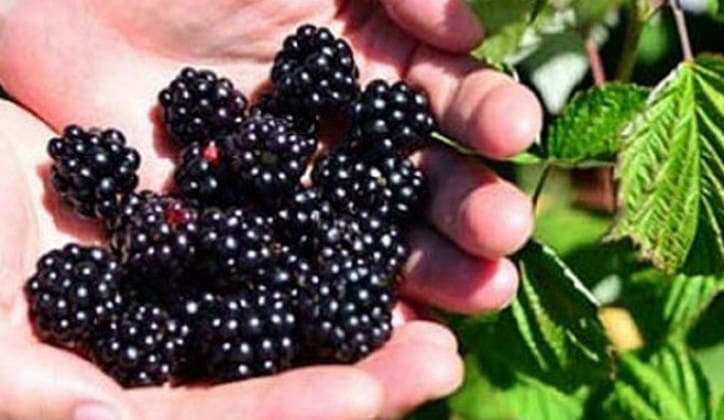 Nutricionistica: Pet razloga zašto biste trebali jesti kupine