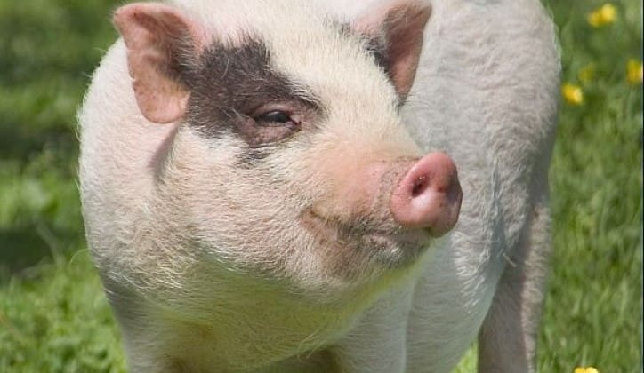 Afrička kuga svinja potvrđena na devet imanja na području Bijeljine