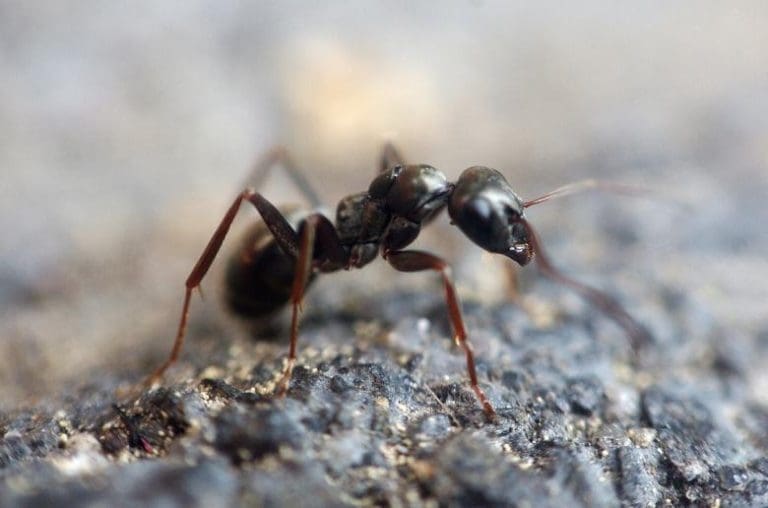 Životne lekcije koje možemo naučiti od mrava