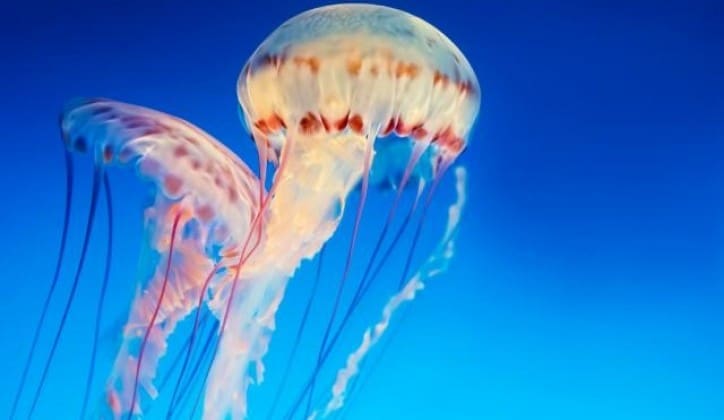Meduze preplavile sjeverni Jadran, naučnica objasnila šta se dešava