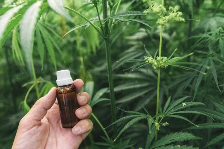 Legalizacija ulja kanibasa na čekanju, država od bolesnih pravi kriminalce