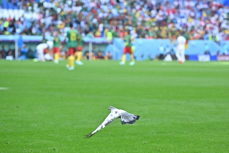 Foto: Utakmica Kamerun – Srbija