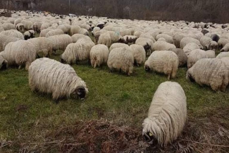 Slovenija: 90 ovaca stradalo od udara groma
