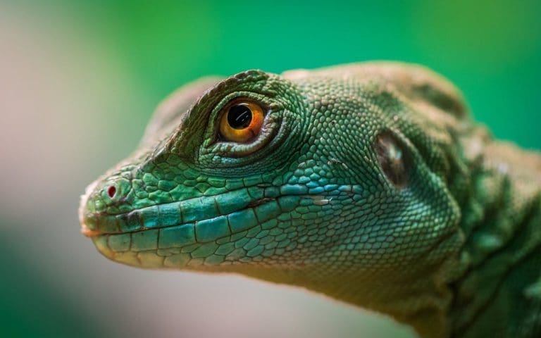 Petina reptilskih vrsta pred izumiranjem