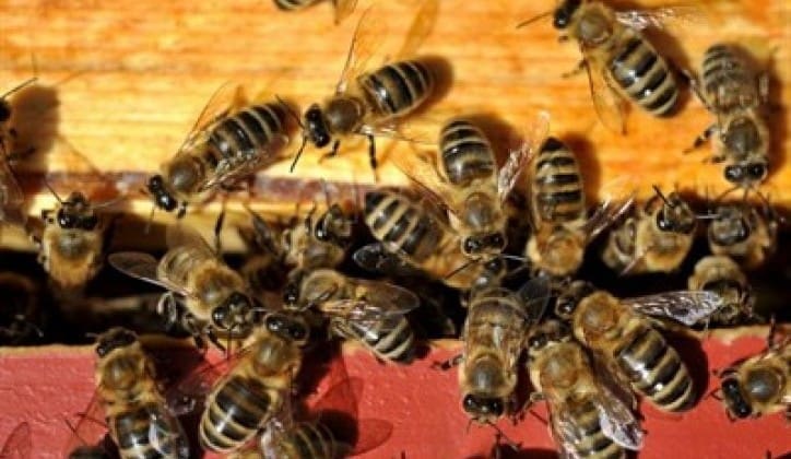 Prevrnuo se kamion sa košnicama, oslobođeno 250 miliona pčela