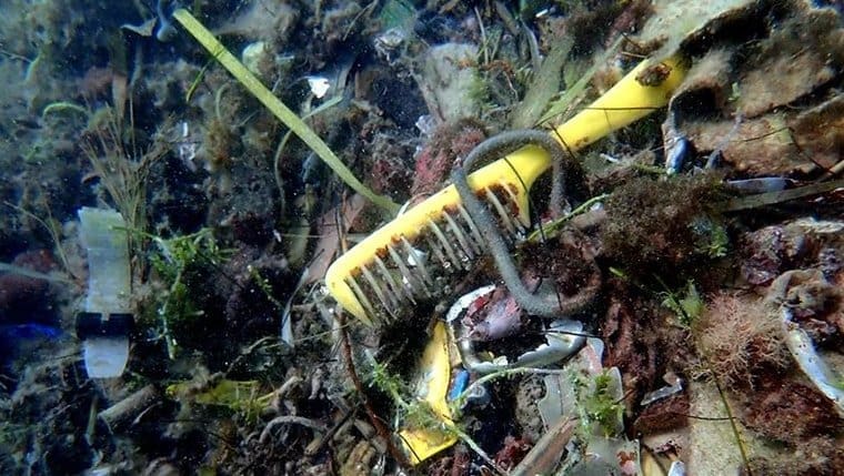Mikroplastika otkrivena u ribama u najdubljim područjima okeana, čak i u ledu na Arktiku