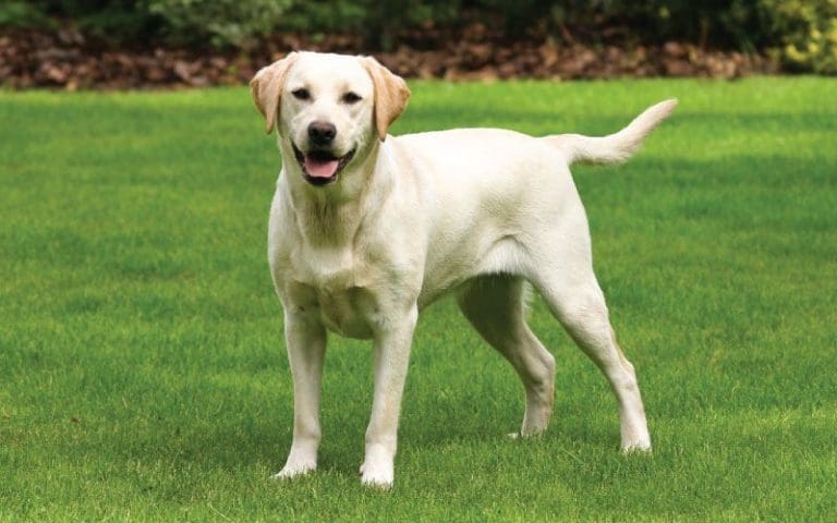 Labrador Rodžer postao spasilac nakon propale karijere u otkrivanju droge (VIDEO)