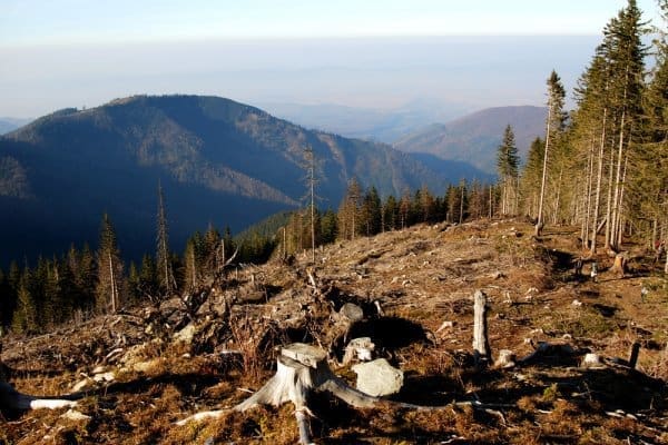 Ilegalna sječa: Zastrašuju čuvare i koriste oružje, a ilegalno se usječe oko 1.000 m³ jele i smreke