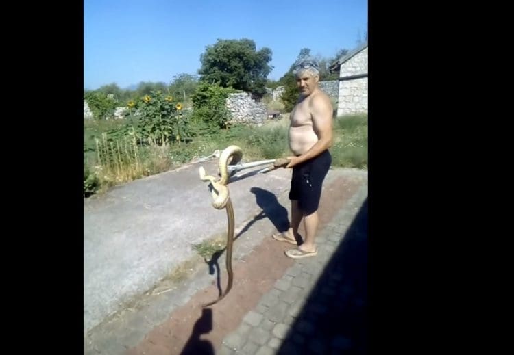 Uklanjanje zmije sa privatnog posjeda košta 150KM