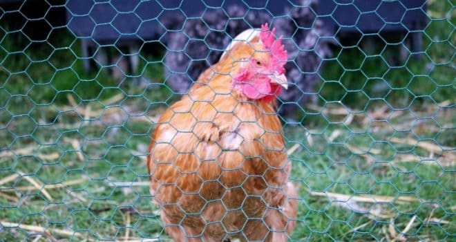 Naučnici misle da su napokon otkrili šta je bilo prvo – kokoš ili jaje