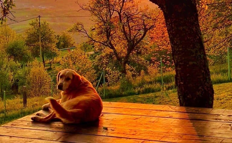 Priča iz Prnjavora pokazuje da je pas najbolji prijatelj čovjeku