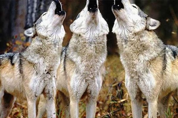 Užas u zoološkom vrtu: Žena u teškom stanju nakon napada vukova