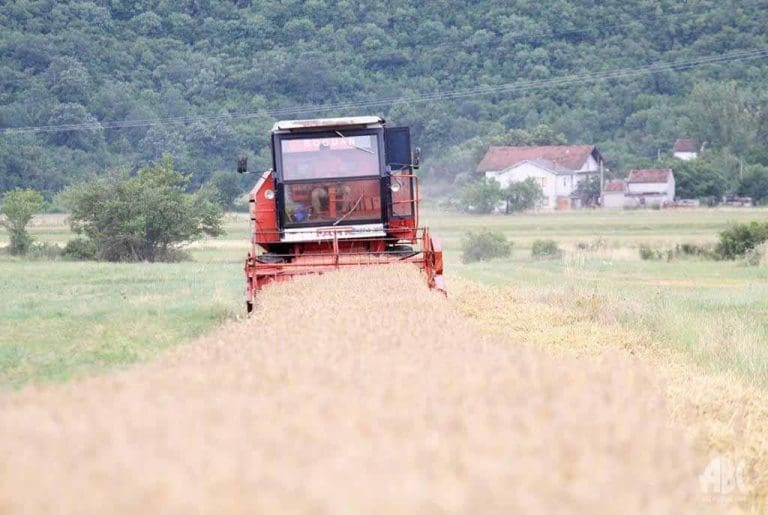 Evo koliko je podbacio prinos kukuruza u Semberiji, ratari se UHVATILI ZA GLAVU